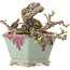 Ligustrum, 10 cm, ± 30 years old, in a handmade Japanese pot by Eime Yozan