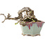 Ligustrum, 10 cm, ± 30 years old, in a handmade Japanese pot by Eime Yozan