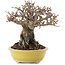 Viburnum, 13,5 cm, ± 15 Jahre alt