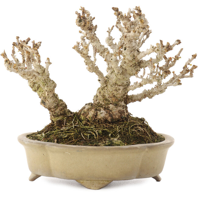 Berberis thunbergii, 13,5 cm, ± 20 ans, dans un pot japonais fait main par Shibakatsu