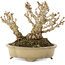 Berberis thunbergii, 13,5 cm, ± 20 ans, dans un pot japonais fait main par Shibakatsu