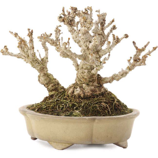 Berberis thunbergii, 13,5 cm, ± 20 Jahre alt, in einem handgefertigten japanischen Topf von Shibakatsu