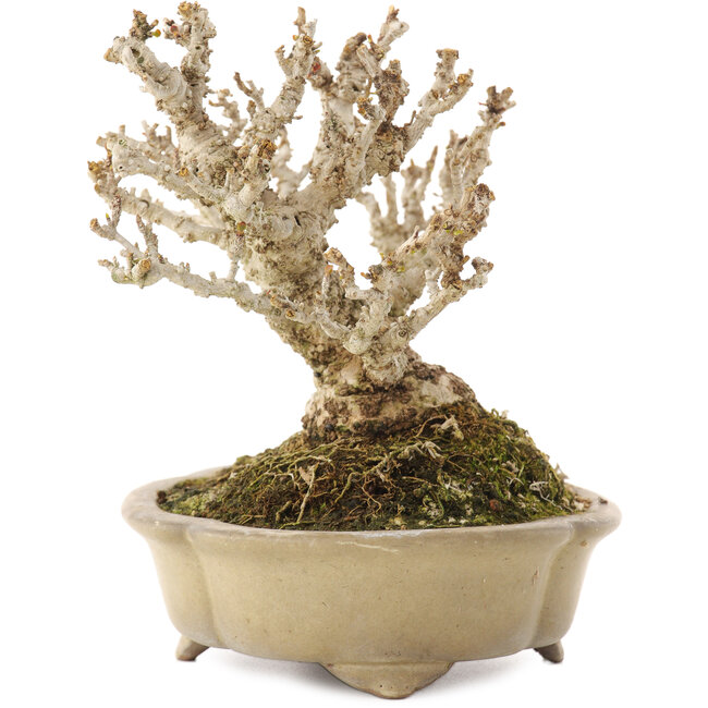 Berberis thunbergii, 13,5 cm, ± 20 ans, dans un pot japonais fait main par Shibakatsu