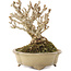 Berberis thunbergii, 13,5 cm, ± 20 ans, dans un pot japonais fait main par Shibakatsu
