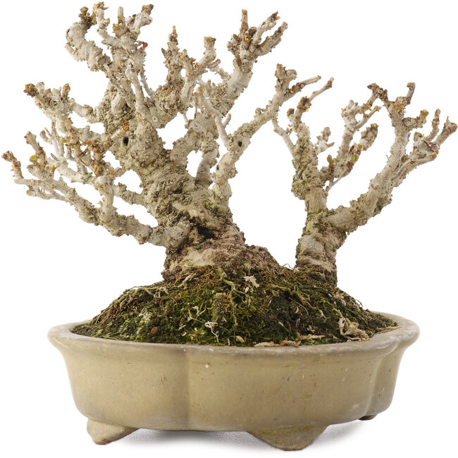 Berberis thunbergii, 13,5 cm, ± 20 ans, dans un pot japonais fait main par Shibakatsu