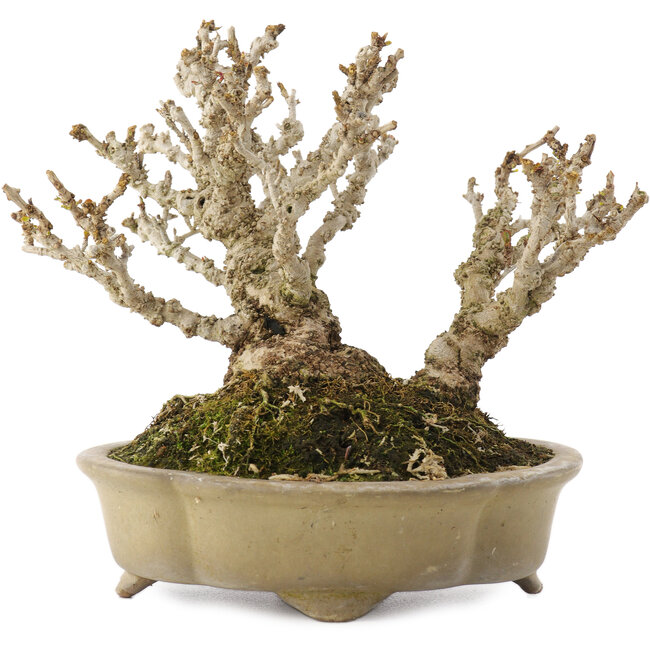 Berberis thunbergii, 13,5 cm, ± 20 años, en una maceta japonesa hecha a mano por Shibakatsu