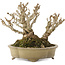 Berberis thunbergii, 13,5 cm, ± 20 ans, dans un pot japonais fait main par Shibakatsu