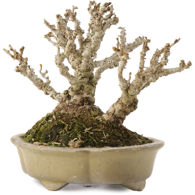 Berberis thunbergii, 13,5 cm, ± 20 Jahre alt, in einem handgefertigten japanischen Topf von Shibakatsu