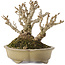 Berberis thunbergii, 13,5 cm, ± 20 ans, dans un pot japonais fait main par Shibakatsu