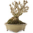 Berberis thunbergii, 13,5 cm, ± 20 years old, in a handmade Japanese pot by Shibakatsu