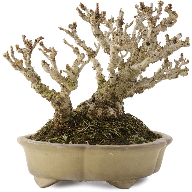 Berberis thunbergii, 13,5 cm, ± 20 años, en una maceta japonesa hecha a mano por Shibakatsu