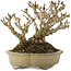 Berberis thunbergii, 13,5 cm, ± 20 anni, in un vaso giapponese fatto a mano da Shibakatsu
