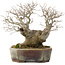 Celtis sinensis, 19 cm, ± 30 anni, in un vaso giapponese fatto a mano da Koyou