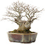 Celtis sinensis, 19 cm, ± 30 anni, in un vaso giapponese fatto a mano da Koyou