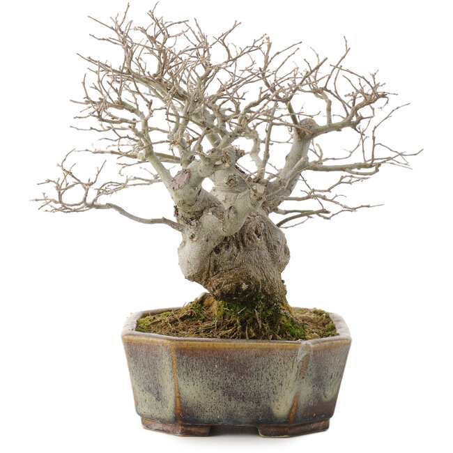 Celtis sinensis, 19 cm, ± 30 ans, dans un pot japonais fait main par Koyou