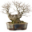 Celtis sinensis, 19 cm, ± 30 anni, in un vaso giapponese fatto a mano da Koyou