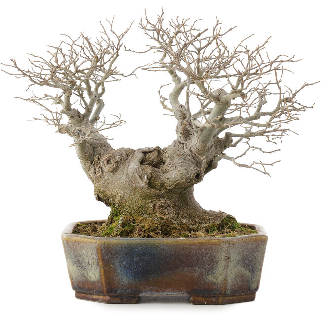 Celtis sinensis, 19 cm, ± 30 años, en una maceta japonesa hecha a mano por Koyou