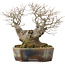 Celtis sinensis, 19 cm, ± 30 ans, dans un pot japonais fait main par Koyou