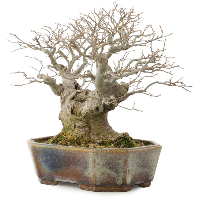 Celtis sinensis, 19 cm, ± 30 Jahre alt, in einem handgefertigten japanischen Topf von Koyou