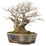 Celtis sinensis, 19 cm, ± 30 anni, in un vaso giapponese fatto a mano da Koyou