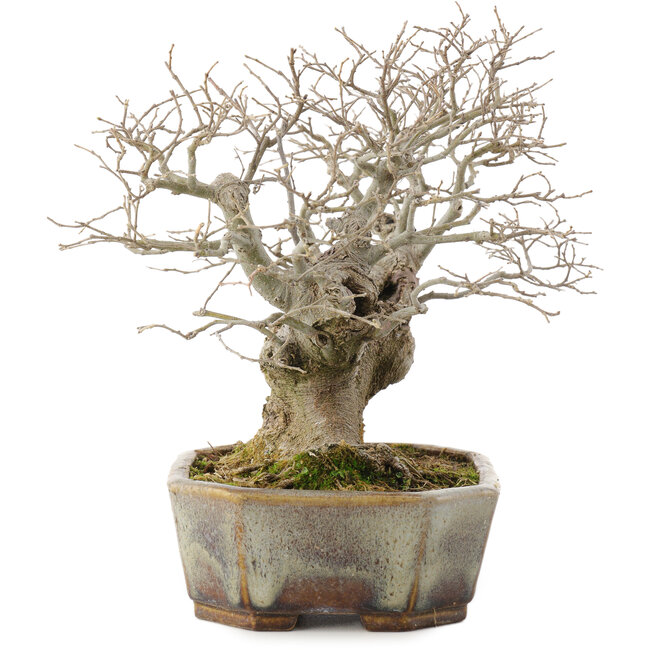 Celtis sinensis, 19 cm, ± 30 anni, in un vaso giapponese fatto a mano da Koyou