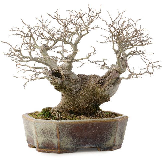 Celtis sinensis, 19 cm, ± 30 años, en una maceta japonesa hecha a mano por Koyou