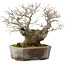 Celtis sinensis, 19 cm, ± 30 ans, dans un pot japonais fait main par Koyou
