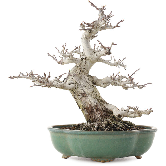 Malus, 30 cm, ± 30 anni