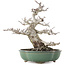 Malus, 30 cm, ± 30 years old