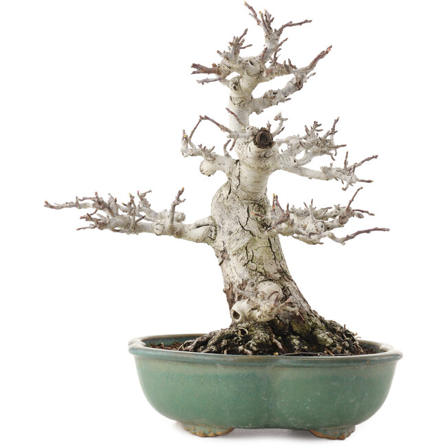 Malus, 30 cm, ± 30 Jahre alt