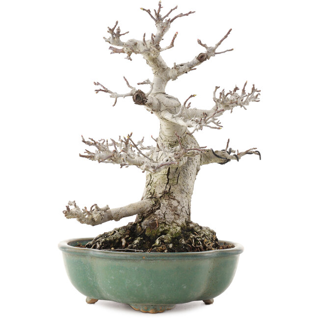 Malus, 30 cm, ± 30 ans