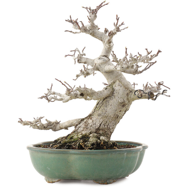 Malus, 30 cm, ± 30 ans