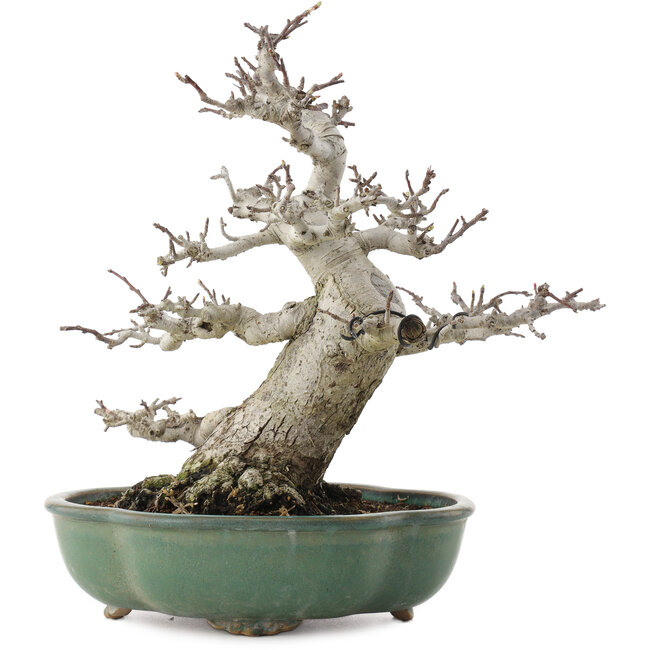 Malus, 30 cm, ± 30 anni