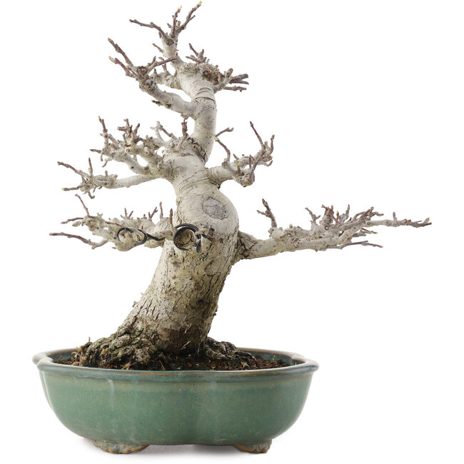 Malus, 30 cm, ± 30 Jahre alt