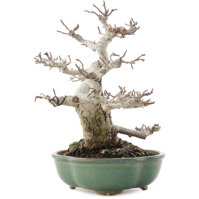 Malus, 30 cm, ± 30 anni