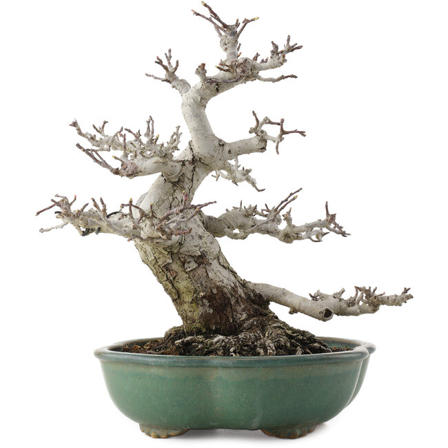 Malus, 30 cm, ± 30 anni