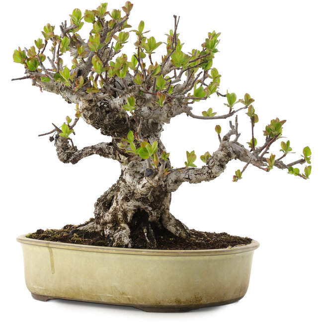 Malus, 28 cm, ± 30 anni