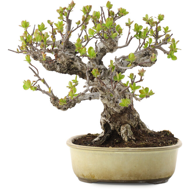 Malus, 28 cm, ± 30 Jahre alt