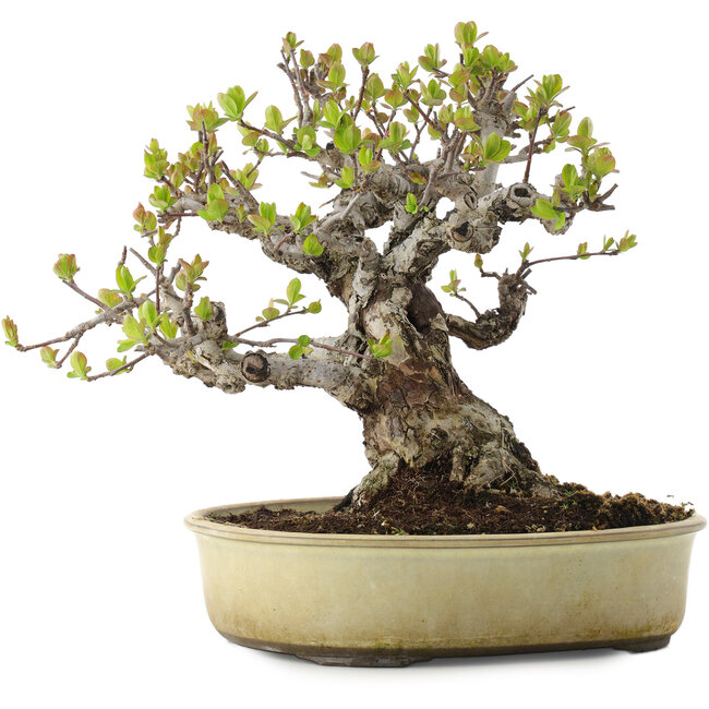 Malus, 28 cm, ± 30 anni