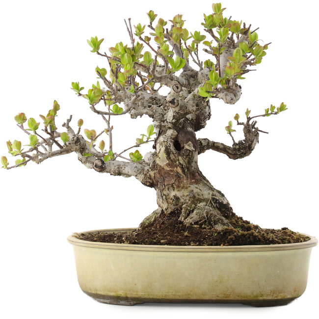 Malus, 28 cm, ± 30 años