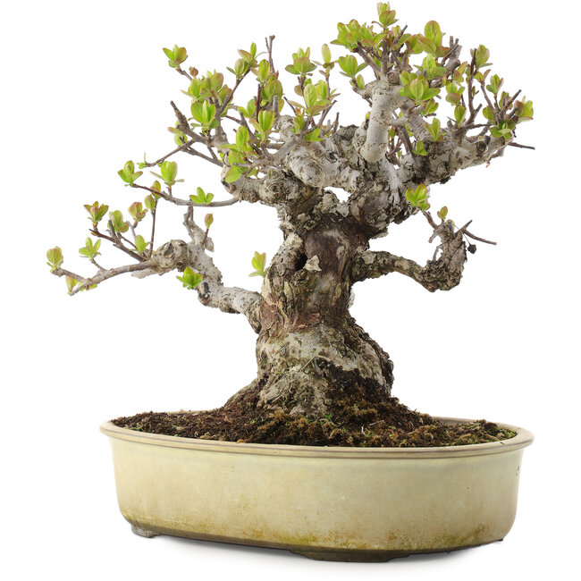 Malus, 28 cm, ± 30 Jahre alt