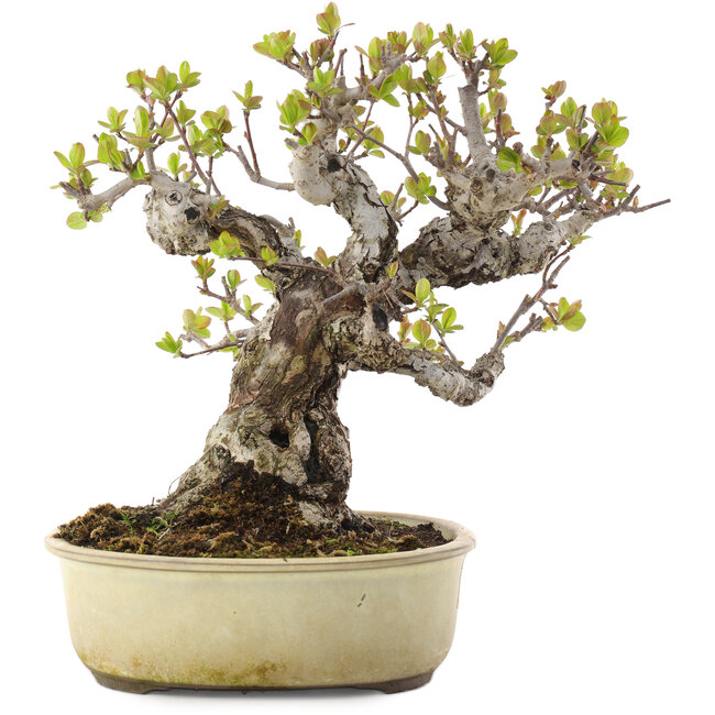 Malus, 28 cm, ± 30 años