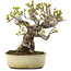 Malus, 28 cm, ± 30 ans