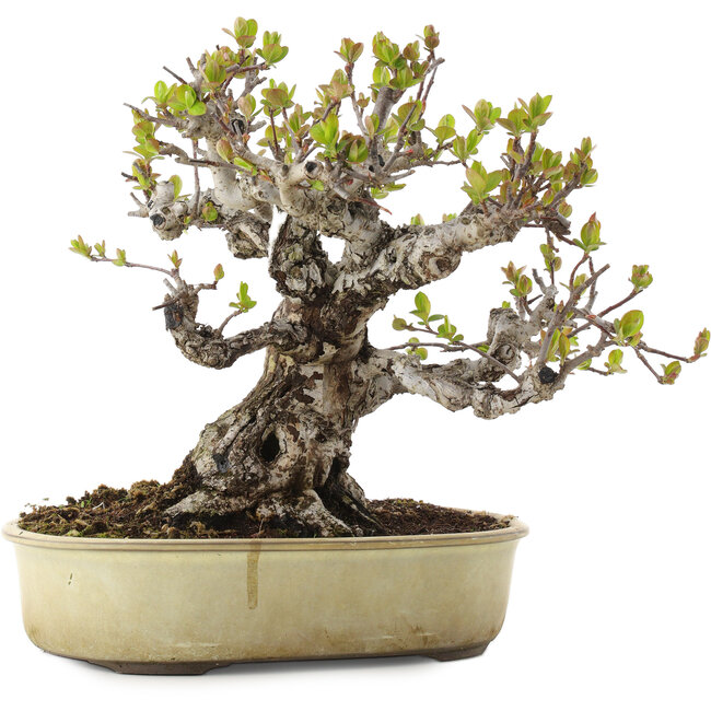 Malus, 28 cm, ± 30 ans