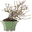 Malus, 20 cm, ± 20 years old, in a handmade Japanese pot by Shibakatsu