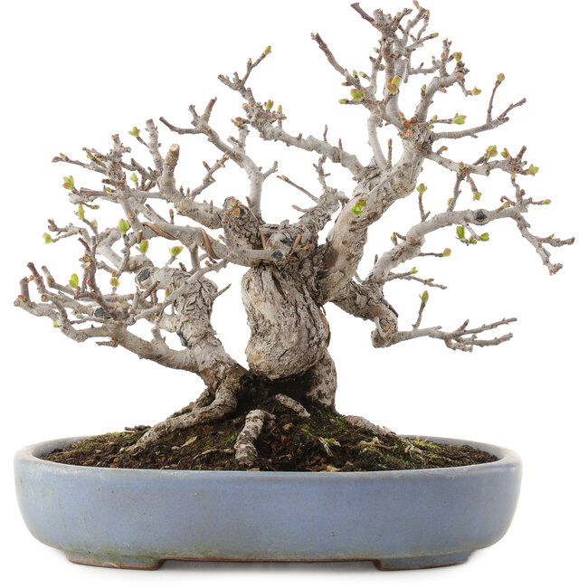 Malus, 19,5 cm, ± 30 ans, dans un pot japonais fait main par Yamafusa