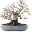 Malus, 19,5 cm, ± 30 ans, dans un pot japonais fait main par Yamafusa