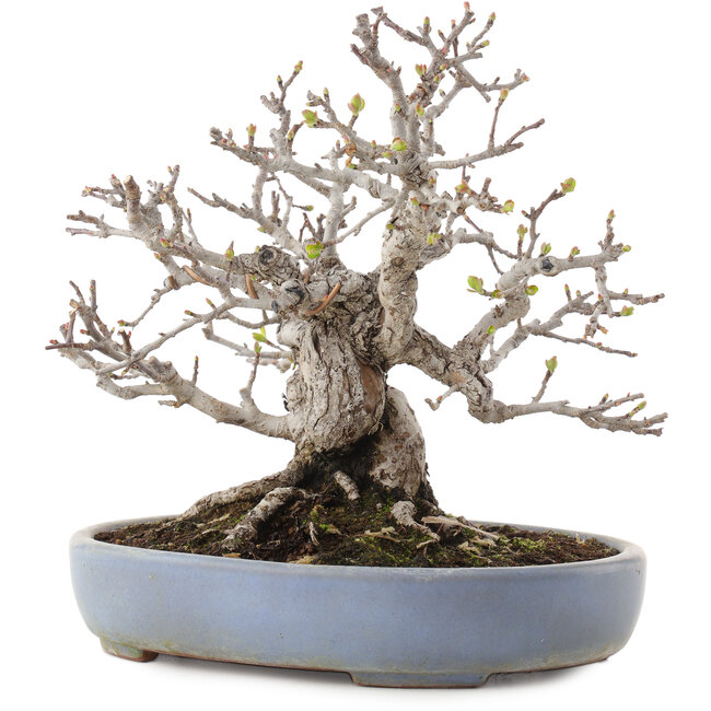 Malus, 19,5 cm, ± 30 years old, in a handmade Japanese pot by Yamafusa