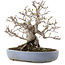Malus, 19,5 cm, ± 30 ans, dans un pot japonais fait main par Yamafusa