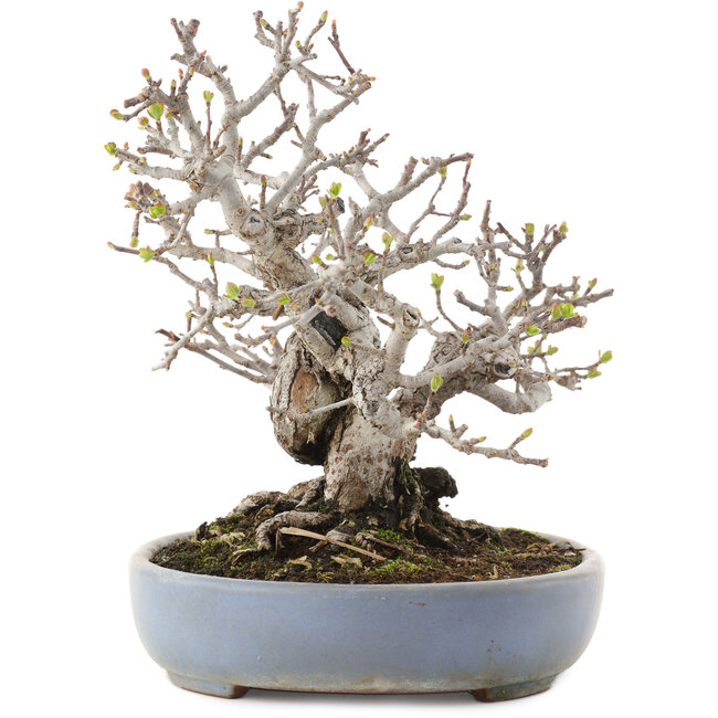 Malus, 19,5 cm, ± 30 anni, in un vaso giapponese fatto a mano da Yamafusa